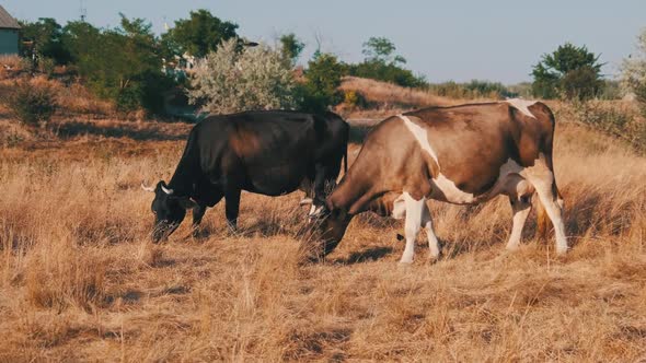 Two Cows Grazes on a Meadow in the Setting Sun