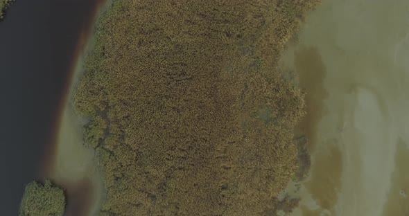 Golden Reed on Sea Coast Sandy Beach Top Down Aerial Drone View