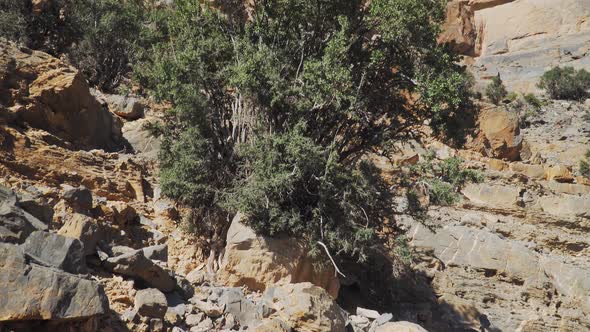 Salam Tree (Acacia Ehrenbergiana) Growing in Old Mountainous Village Misfat Al Abriyeen Near Nizwa