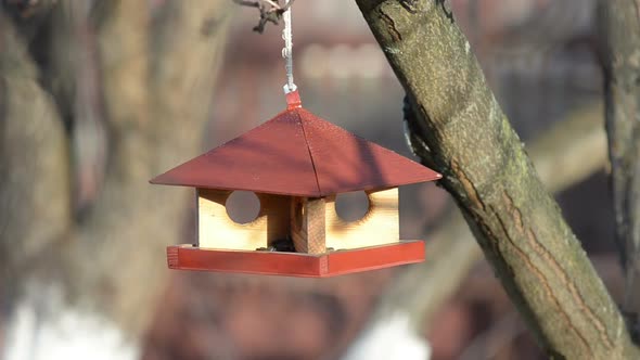 Small Birds Are Feeding at a Manger