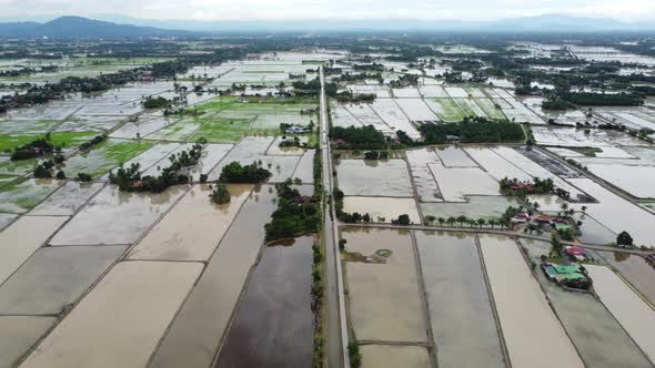 Aerial view flood season at paddy field