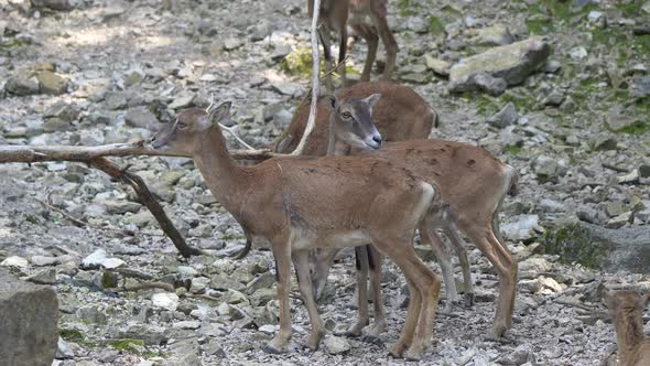 Family of young Mouflon (Ovis Orientalis Orientalis) family grazing in mountains