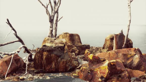 The Rock Around Fog Wave alt