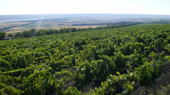 Taking Fats Video of Drone with a Large Vineyard