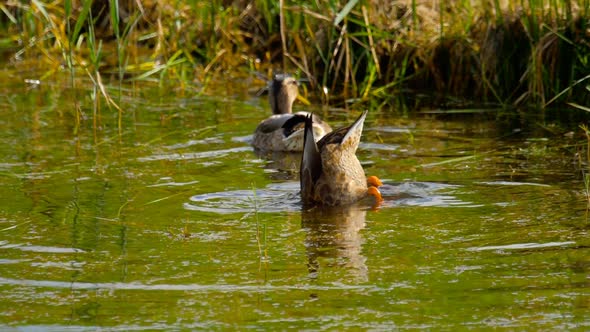 Mallard Duck Diving