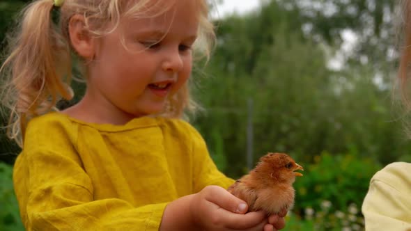 Closeup of the Two Cute Little Girls Looking and Stroking the Little Chicken