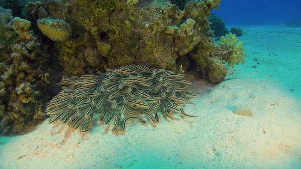 Tropical Fish on Vibrant Coral Reef