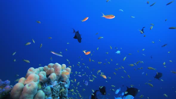 Tropical Underwater View Sea Fishes