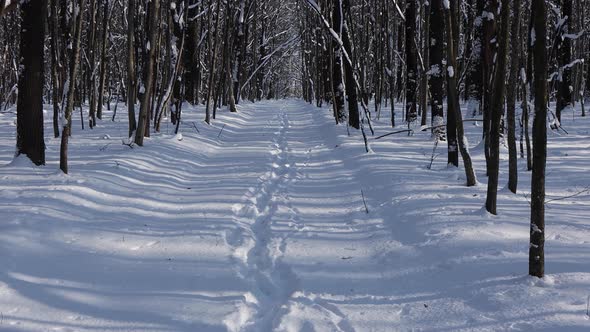 A beautiful walk through the winter forest. Trees, branches and bushes in the snow.