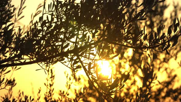 Sun Rays Through Tree Branches