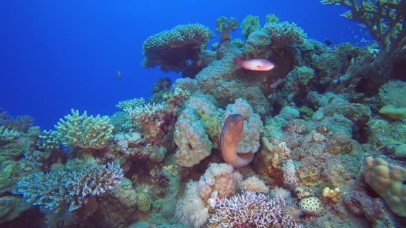 Underwater Sea Moray