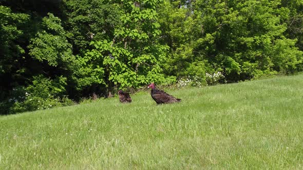 Predator Bird turkey vulture buzzard perched out in the wild