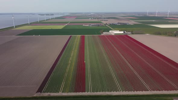 Colorful flowerfields with blooming tulips in the Flevopolder of the Netherlands