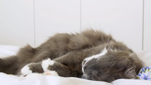Fluffy Gray Cat Sleeps in Bed