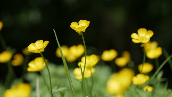 Hidden Creeping buttercups beautiful yellow buds green background  4K 2160p 30fps UltraHD footage - 