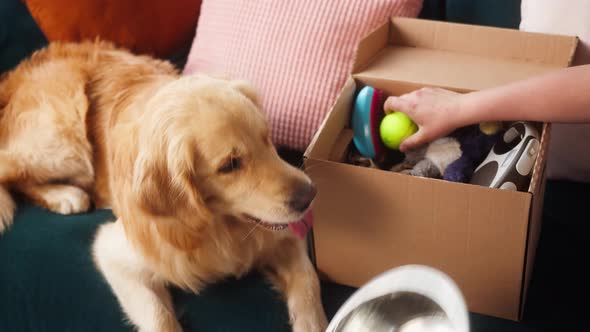 Man Opening Online Delivery Box with His Retriever Dog Ecommerce Shopping for Pets Food and Toys