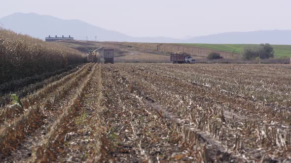 Panning view of trucks in cornfield