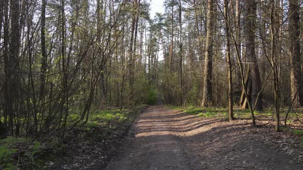 Road in the Forest During the Day Slow Motion