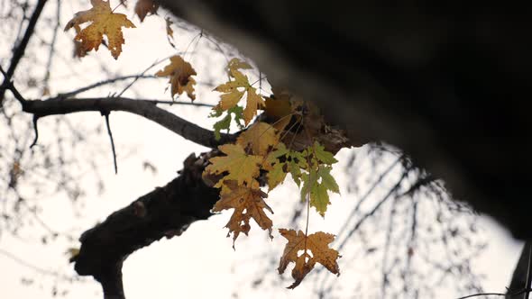 Fall leaves on a branch