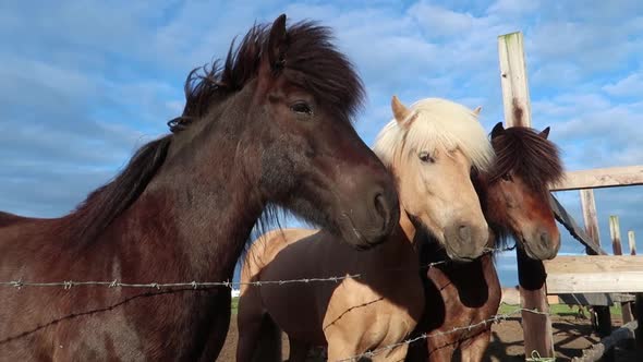Beautiful horses in Iceland