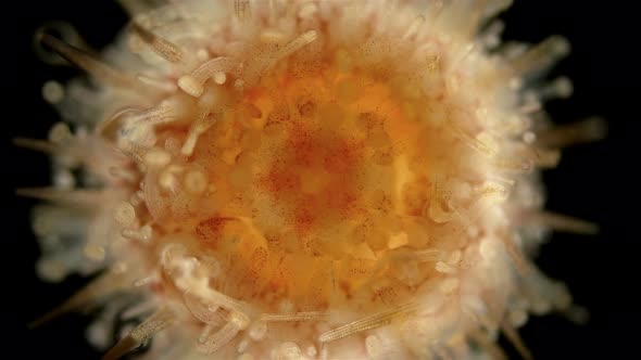 Oral Side(mouth) Sea Urchin Echinoidea, Under a Microscope, Type Echinodermata