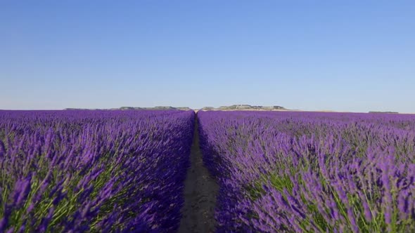 Lavender field at sunset, close up