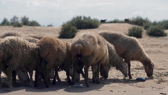 Group of Sheep Graze on the Beach By the Sea