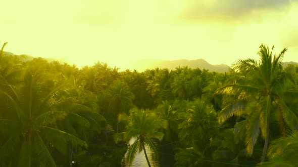 Palm Tree Jungle in the Philippines. Concept About Wanderlust Tropical Travels