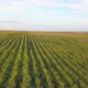 California Agriculture Cornfield Aerial Drone Flyover - VideoHive Item for Sale