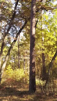 Vertical Video Trees in the Autumn Forest in the Afternoon