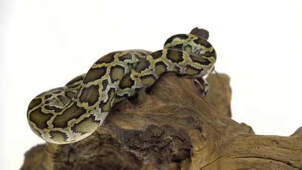 Granit Burmese Python or Python Molurus Bivittatus on Wooden Snag Isolated in White Background