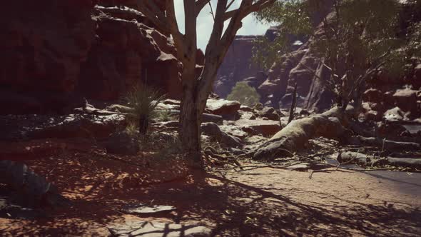 Trees Near Colorado River in Grand Canyon