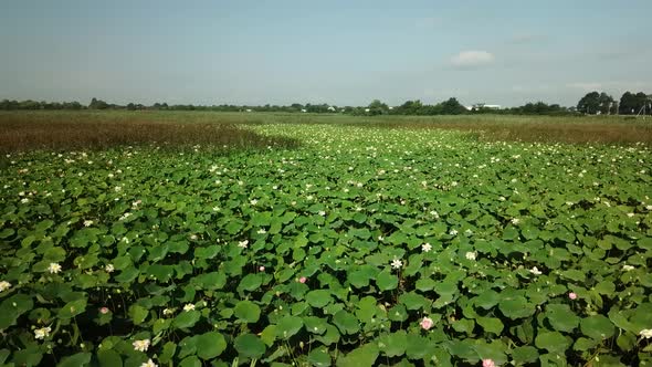 Aerial Drone Stock Footage of Flowering Lotuses on the Lake Near the Road in Krasnodar Krai