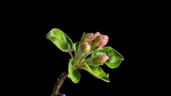 Time Lapse of Flowering Apple Tree Flowers