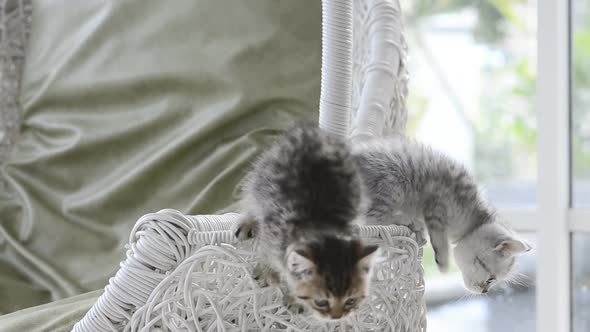 Kittens Playing In Basket Swing