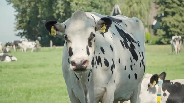 Poor White Cattle in Crowded Animal Farm, Staying as a Captive with a Number Tag on her Ear, Looking