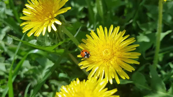 Scenic Spring Meadow with Many Bright Yellow Dandelions