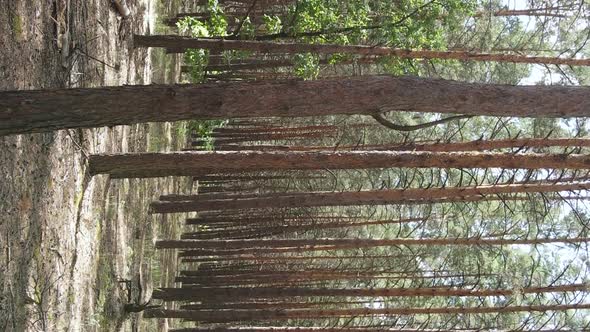 Vertical Video of a Wild Pine Forest Slow Motion