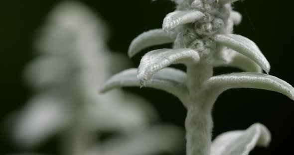 Stachys byzantina  or woolly hedgenettle.