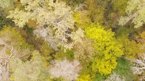 Vertical Video Autumn Forest with Trees in Ukraine Slow Motion