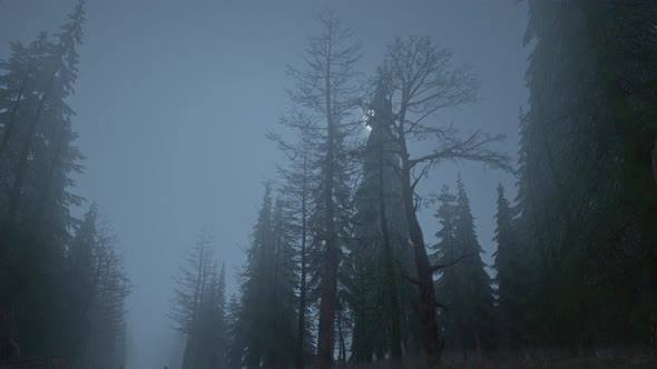 Looped Animation of Flying Through a Scary Forest with Moon