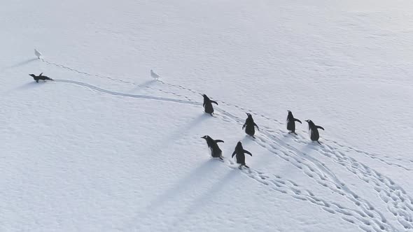 Antarctic Gentoo Penguin Snow Walk Aerial View