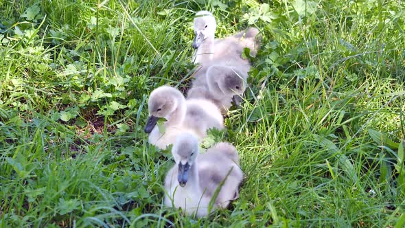 Group of baby swans sitting in meadow and eating grass during beautiful summer day,close up