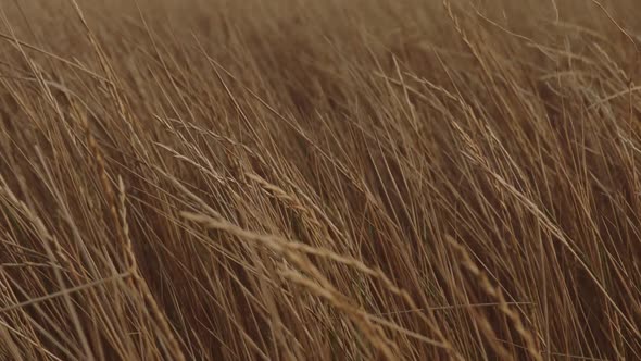 Grass Ripples Slowly in the Setting Sun