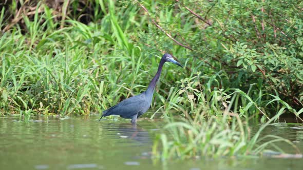 Costa Rica Birds, Little Blue Heron (egretta caerulea) Wading and Fishing in the Tarcoles River, Bir