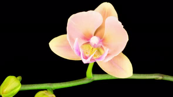 Blooming Peach Orchid Phalaenopsis Flower