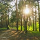 Forest Morning Sun Rays Light Jungle Green Grass Nature Wood Outdoor - VideoHive Item for Sale