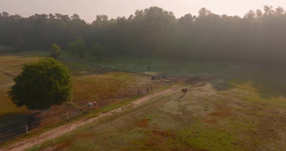 Horses grazing in farm at sunrise from drone