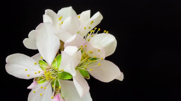 Almond Blossom Timelapse 3