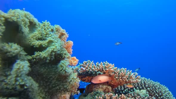 Blue Water background and Coral